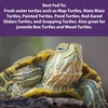 image:imageMazuri  Aquatic Turtle Food  EasytoServe Gel  Freshwater Formula 8 Ounce 8 oz Bag8 Ounce Pack of 1