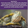image:imageMazuri  Aquatic Turtle Food  EasytoServe Gel  Freshwater Formula 8 Ounce 8 oz Bag8 Ounce Pack of 2