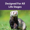 image:imageMazuri  Nutritionally Complete Food for Ferrets 5 Pound 5 lb BagComplete Protein