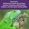 image:imageMazuri Herbivorous Reptile Diet  Food for PlantEating Herbivorous Lizards Green Iguanas Uromastyx Lizards  25 Pound 25 LB Bag