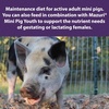 image:imageMazuri Mini Pig Active Adult  Food for Mini Pigs  25 Pound 25 LB Bag